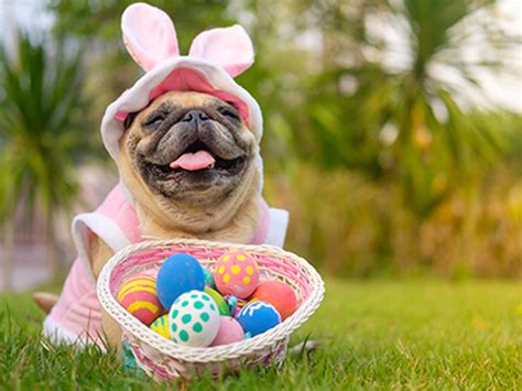 The 15 Funniest Easter Costumes for Dogs on Amazon   Costumes and Ugly  