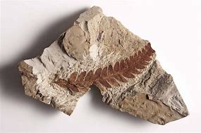 Image result for Plant Stem Fossils