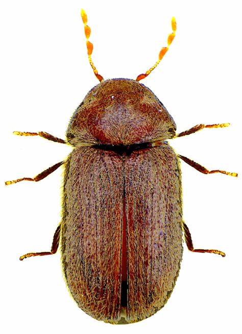 Хлебный точильщик Stegobium paniceum (Linnaeus, 1758) (Anobiidae ...