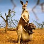 Image result for Discovery Channel Africa Wild Animals