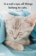 Image result for Adorable Cat Quotes