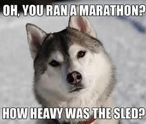 Image result for Siberian Husky Jokes