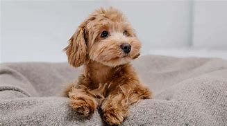 Image result for Maltipoo Toy Poodle Mix