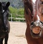 Image result for Ed Horse Big Teeth