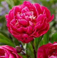 Image result for Red Peony Plants