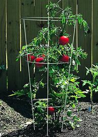 Image result for Vegetable Cages Product