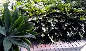 Image result for Philodendron Xanadu Plant