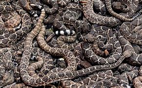 Image result for The Largest Rattlesnake in the World