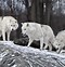 Image result for white wolves packs