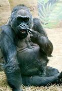 Image result for Funny Gorilla