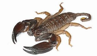 Image result for Scorpion Australia