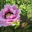 Image result for Peony Roses