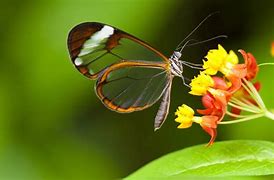 Image result for Beautiful Green Butterfly