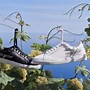 Image result for Pangaia Sneaker