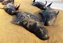 Image result for Whales Washing Up On Shore