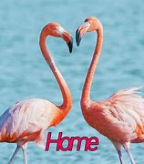 Image result for Flamingo Discord Profile