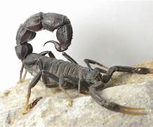 Image result for Deadliest Scorpion