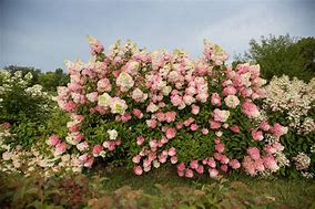 Image result for Tall Hydrangea