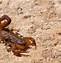 Image result for Scorpions in Oklahoma