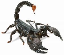 Image result for Arthropods Scorpion