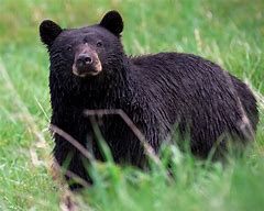 Image result for Black Bear Fleece Jacket