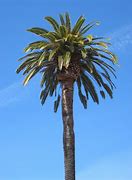 Image result for Potted Palm Tree Plants