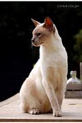 Image result for Regal Cat