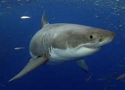 Image result for Pictures of Great White Sharks