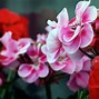 Image result for HD Flowers Images 1080P