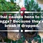 Image result for Funny Chicken Puns