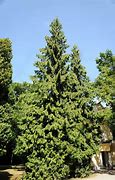 Image result for Northern White Cedar Tree