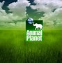 Image result for Animal Planet Logo Font