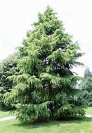 Image result for Cedar Tree Pics