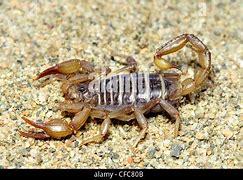 Image result for Northern Scorpion