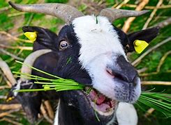 Image result for A Goat Eating Pizza