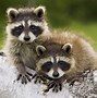 Image result for Cool Baby Animals
