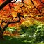 Image result for Free Autumn Wallpaper for Kindle
