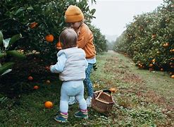 Image result for Pick Up Fruit Farm Near Me