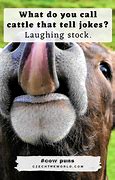 Image result for Cow Jokes Puns
