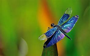 Image result for Cool Dragonfly