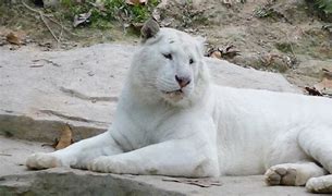 Image result for Stripeless White Tiger