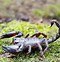 Image result for Giant Emperor Scorpion