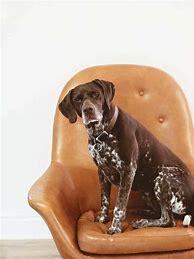 Image result for German Shorthaired Pointer Lab Mix