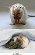 Image result for The Mouse Was This Big Funny