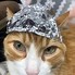 Image result for Cat in Tin Foil Hat