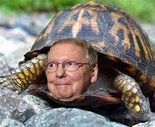 Image result for Mitch McConnell as a Turtle