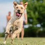 Image result for Cool Photo Ideas for Dogs