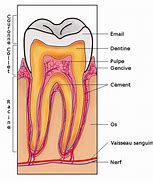 Image result for Dents On Skin