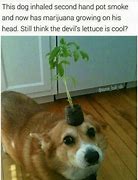 Image result for Funny Weed Memes Dank