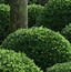 Image result for 6-Pack (Soft Touch Holly Shrub/Bush, 1 Gal- A Holly That Won't Scrape You, Zone 5-8